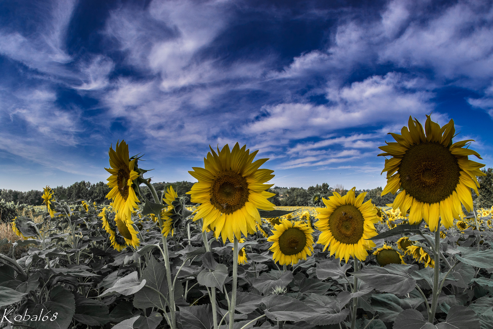 girasoli 