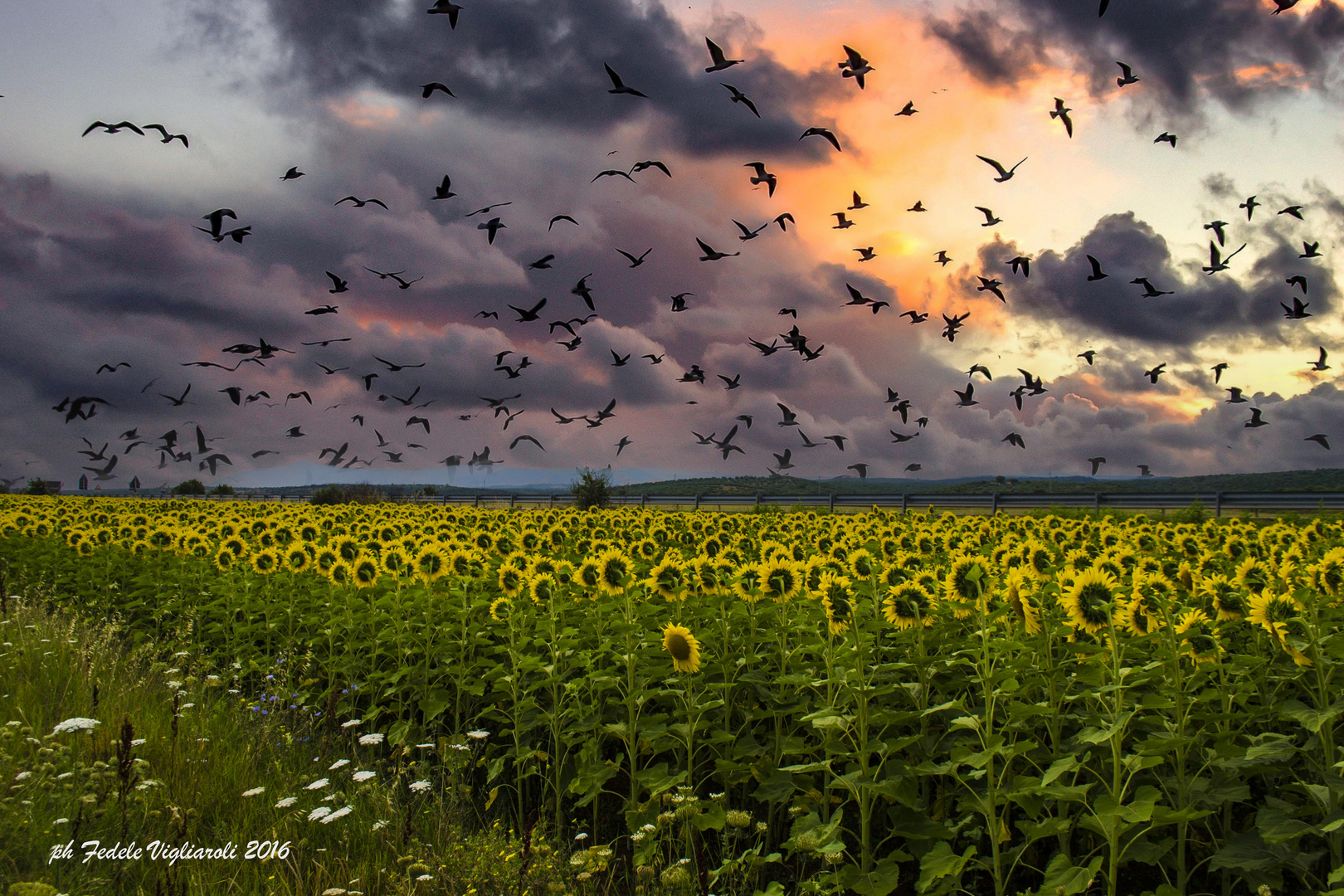 Girasoli 