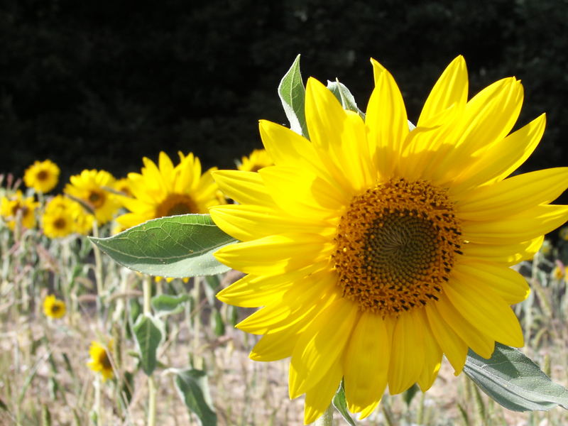 girasoli