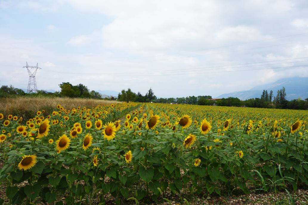 girasoli