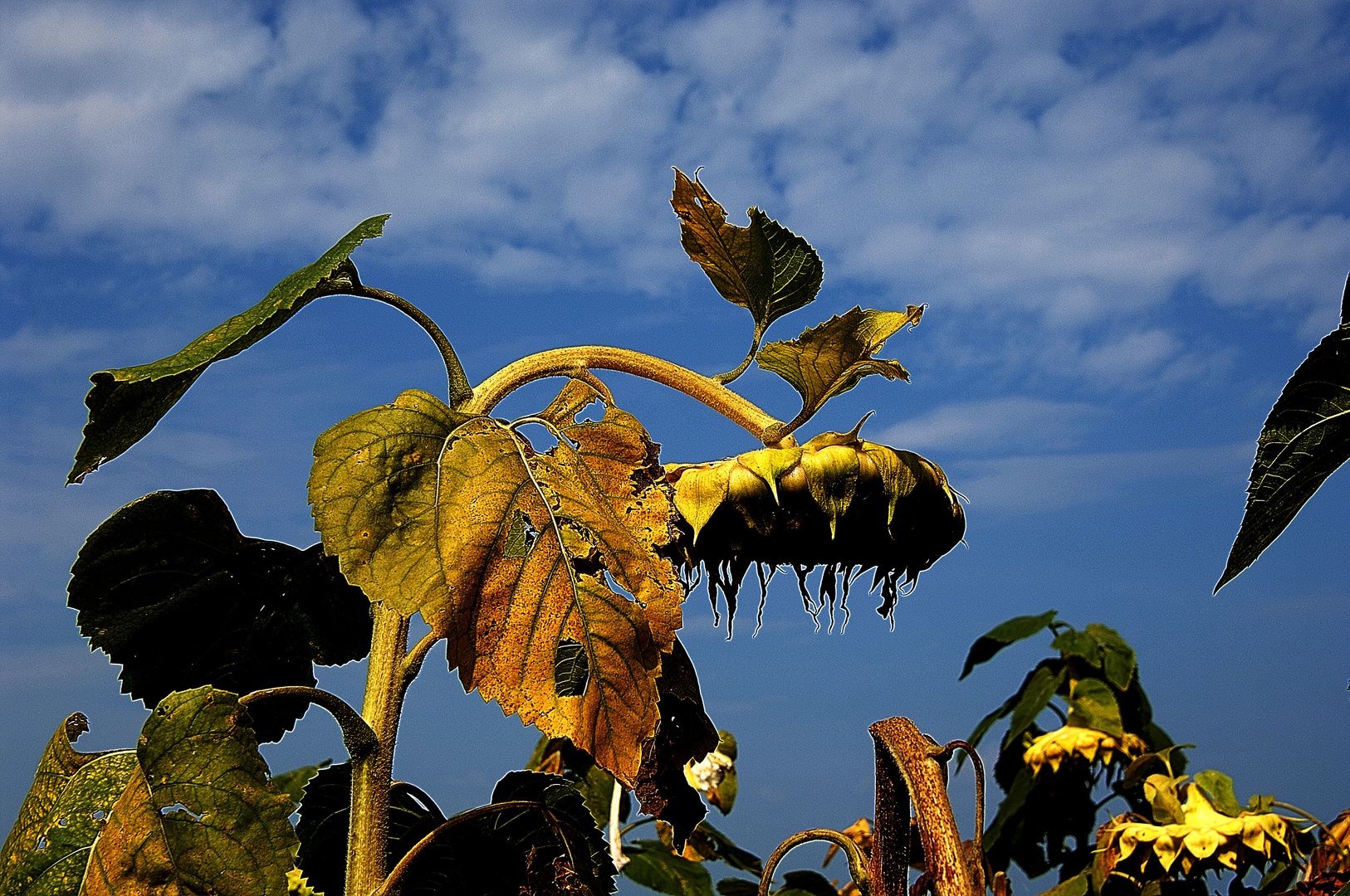 Girasoli