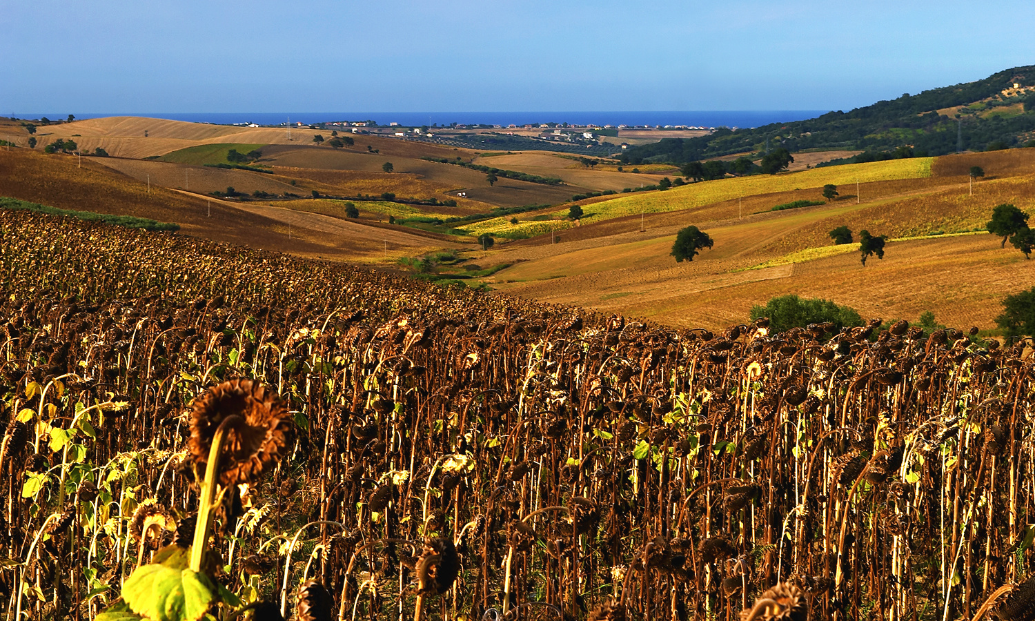 Girasoli