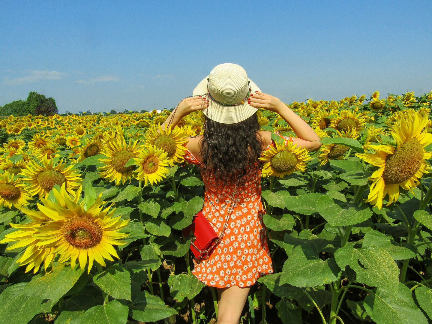 Girasoli