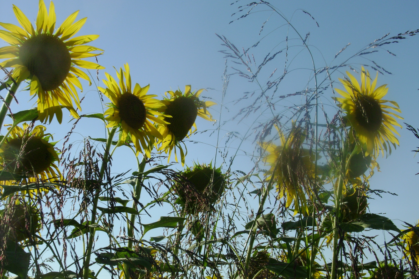 girasoli