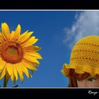 Girasoli