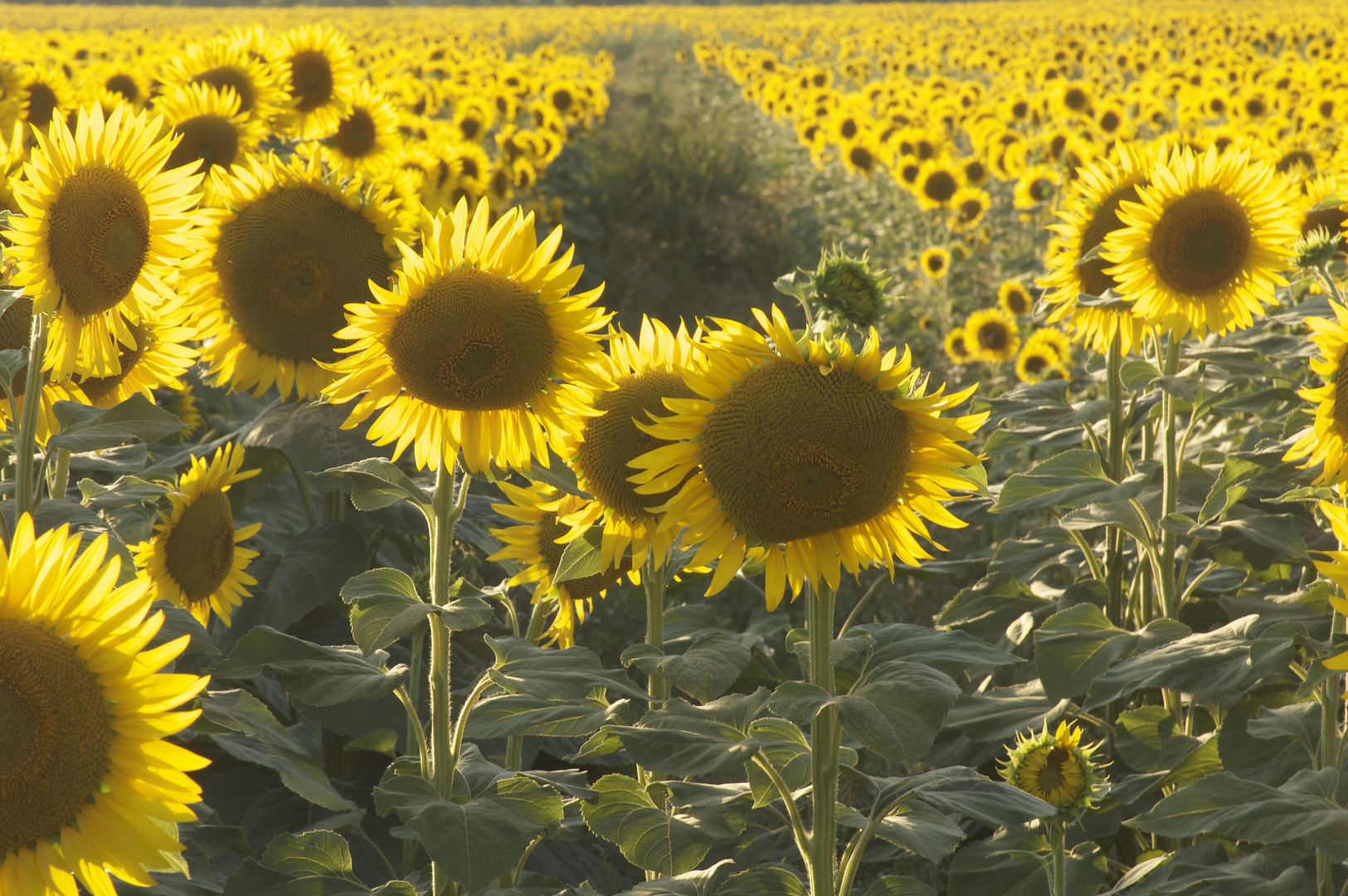 Girasoli