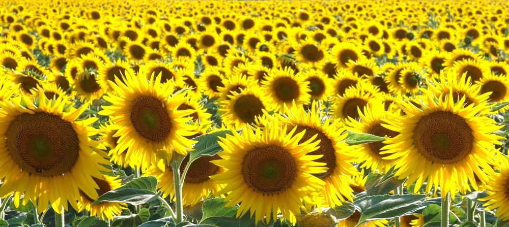 Girasoli