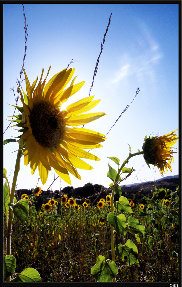 girasoli