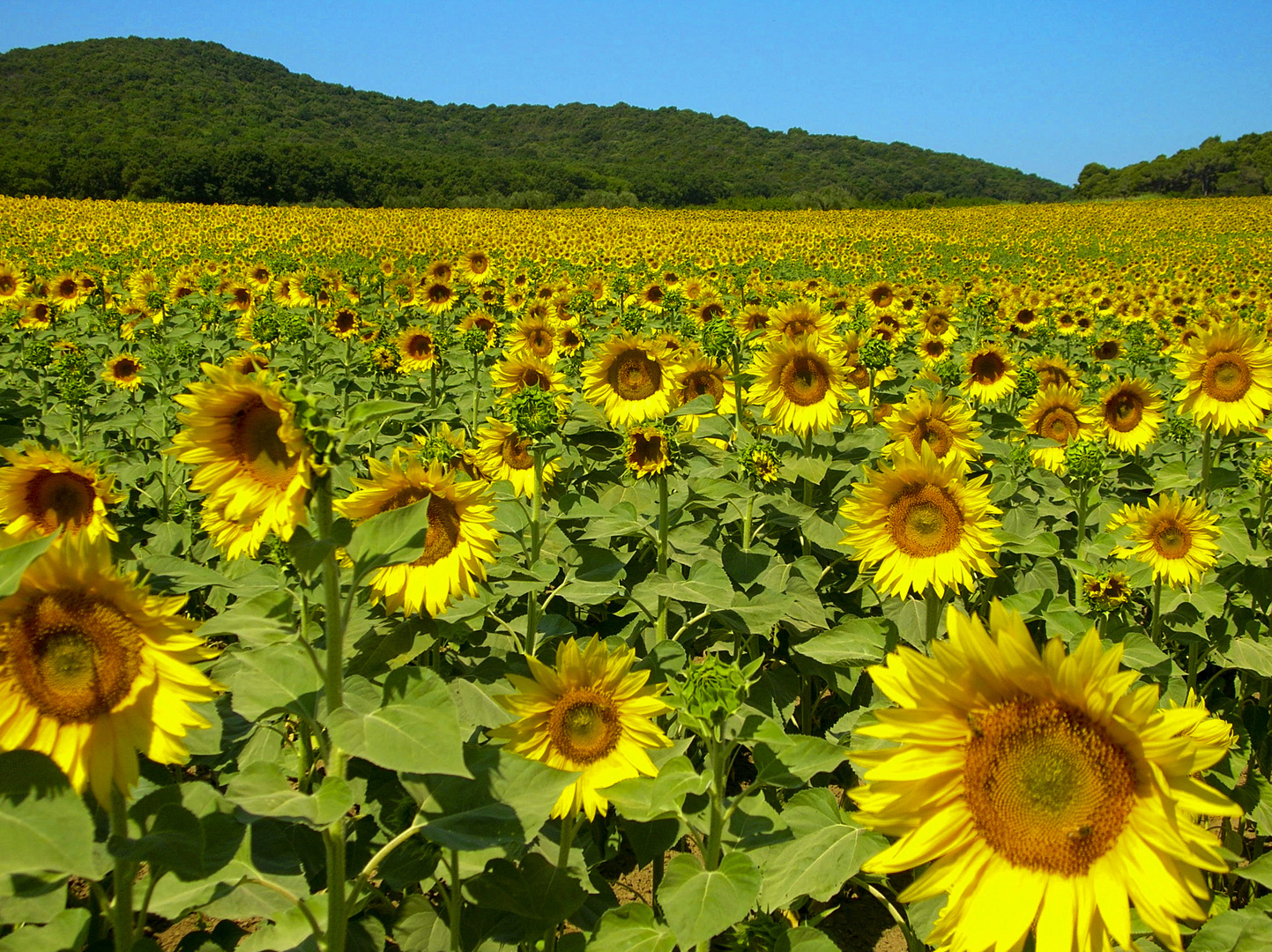 Girasoli