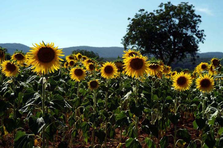 Girasoli