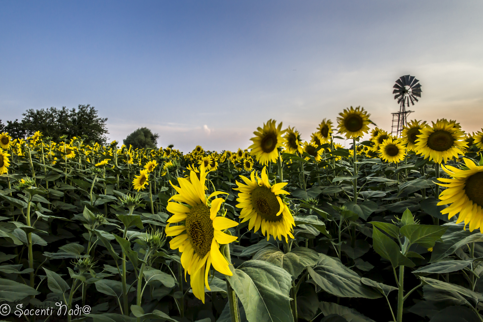 GIRASOLI