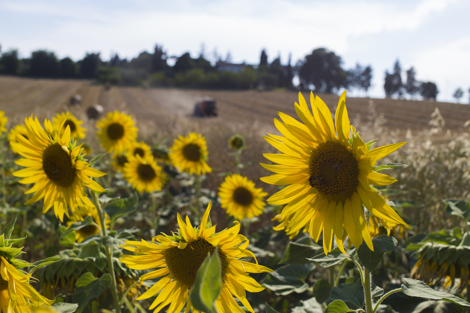 GIrasoli