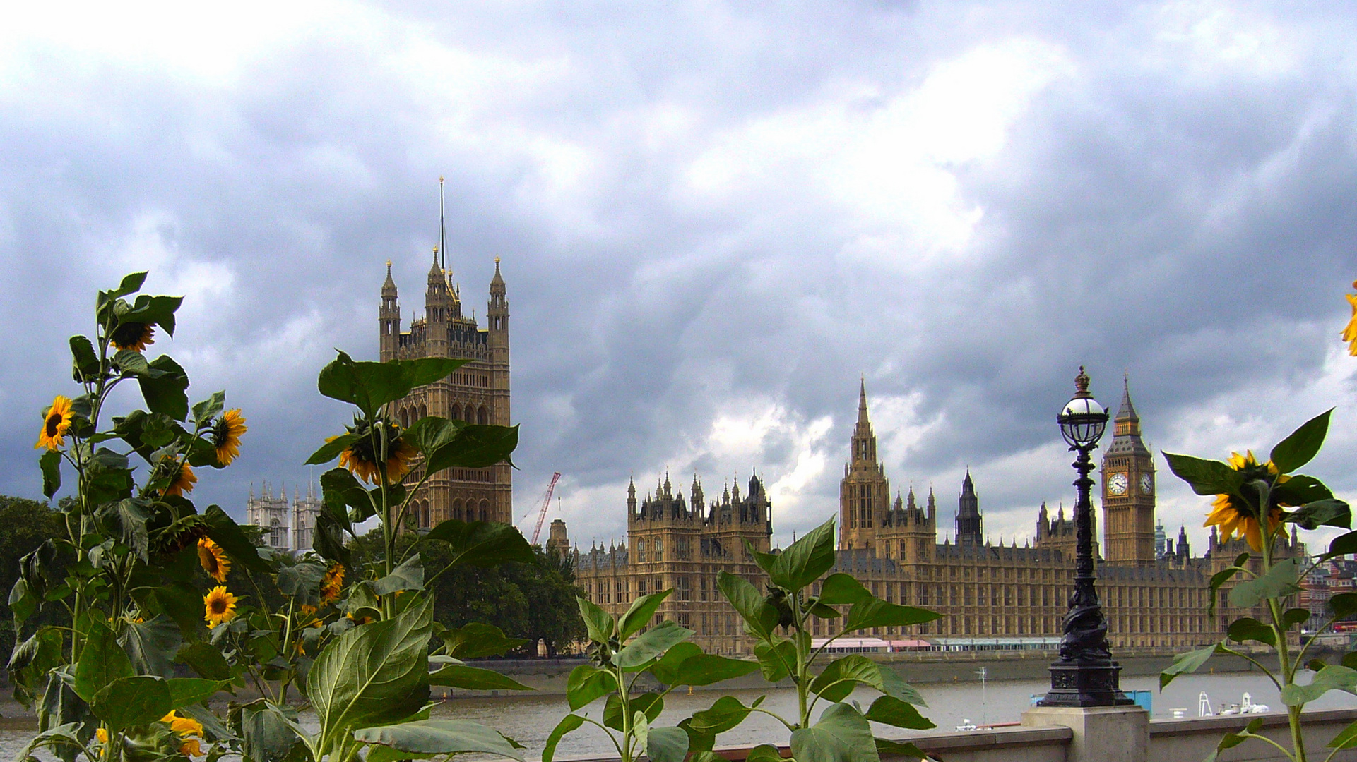 Girasoli a Londra