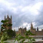 Girasoli a Londra