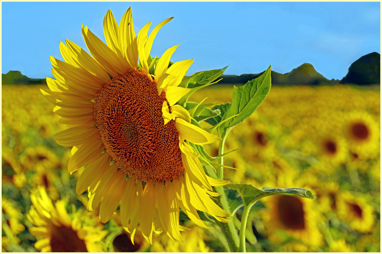 girasoli a perdita d occhio......