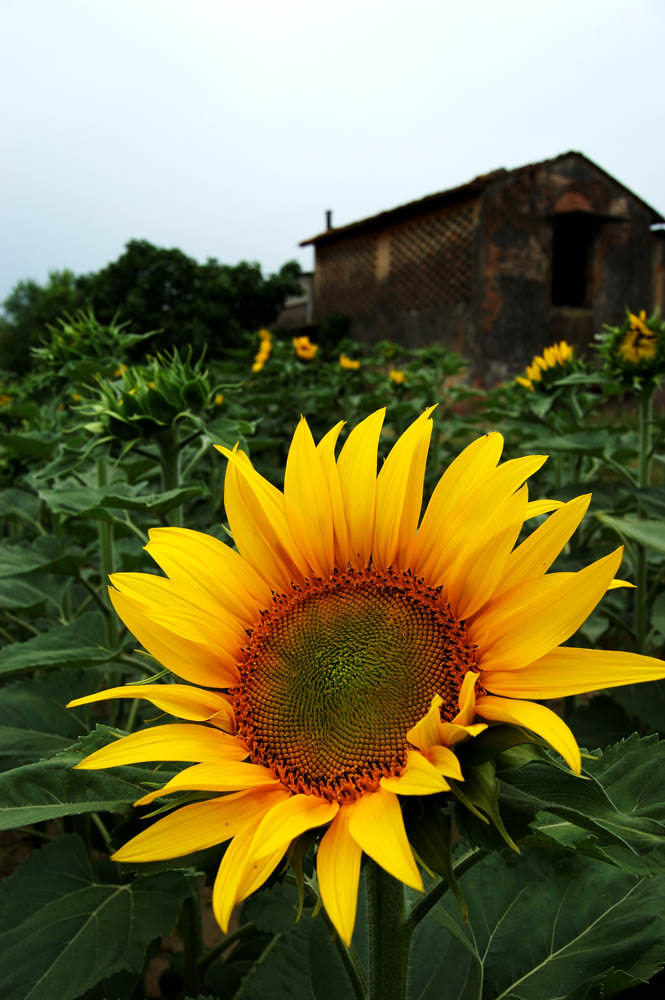 girasoli a perignano