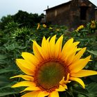 girasoli a perignano