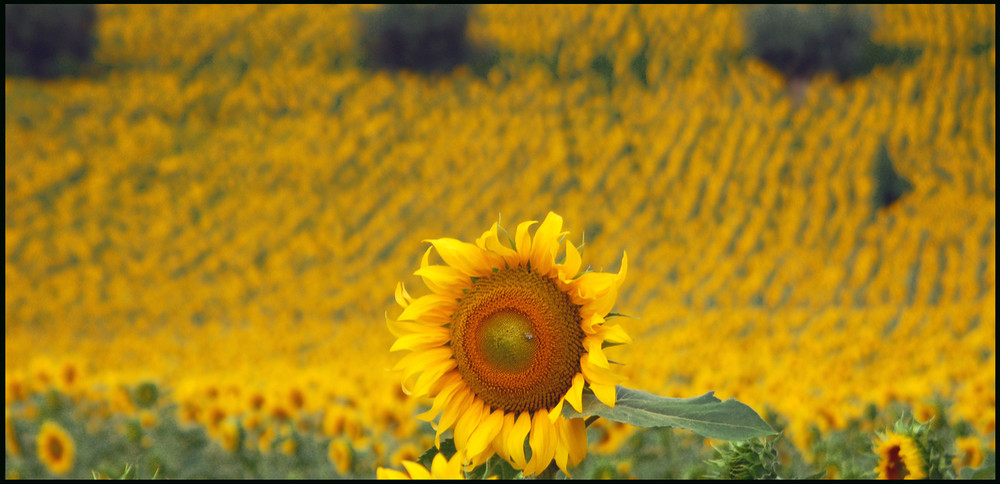 Girasoli