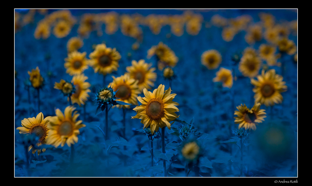 ..girasoli al giallo/blu...