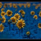 ..girasoli al giallo/blu...