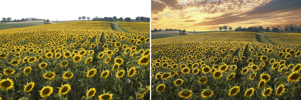 Girasoli al Sasso