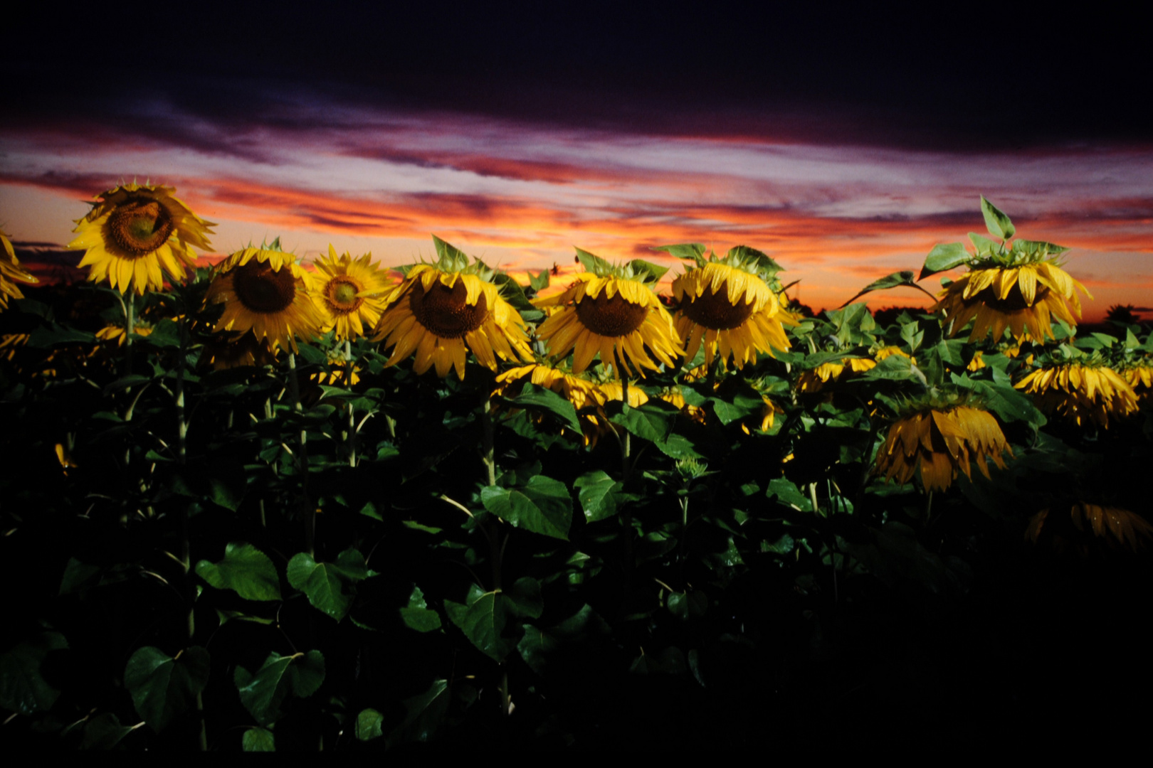 girasoli al tramonto