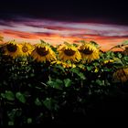 girasoli al tramonto