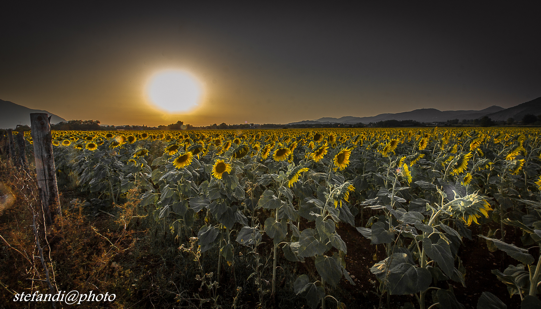 girasoli al tramonto