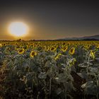 girasoli al tramonto