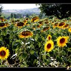 Girasoli al tramonto