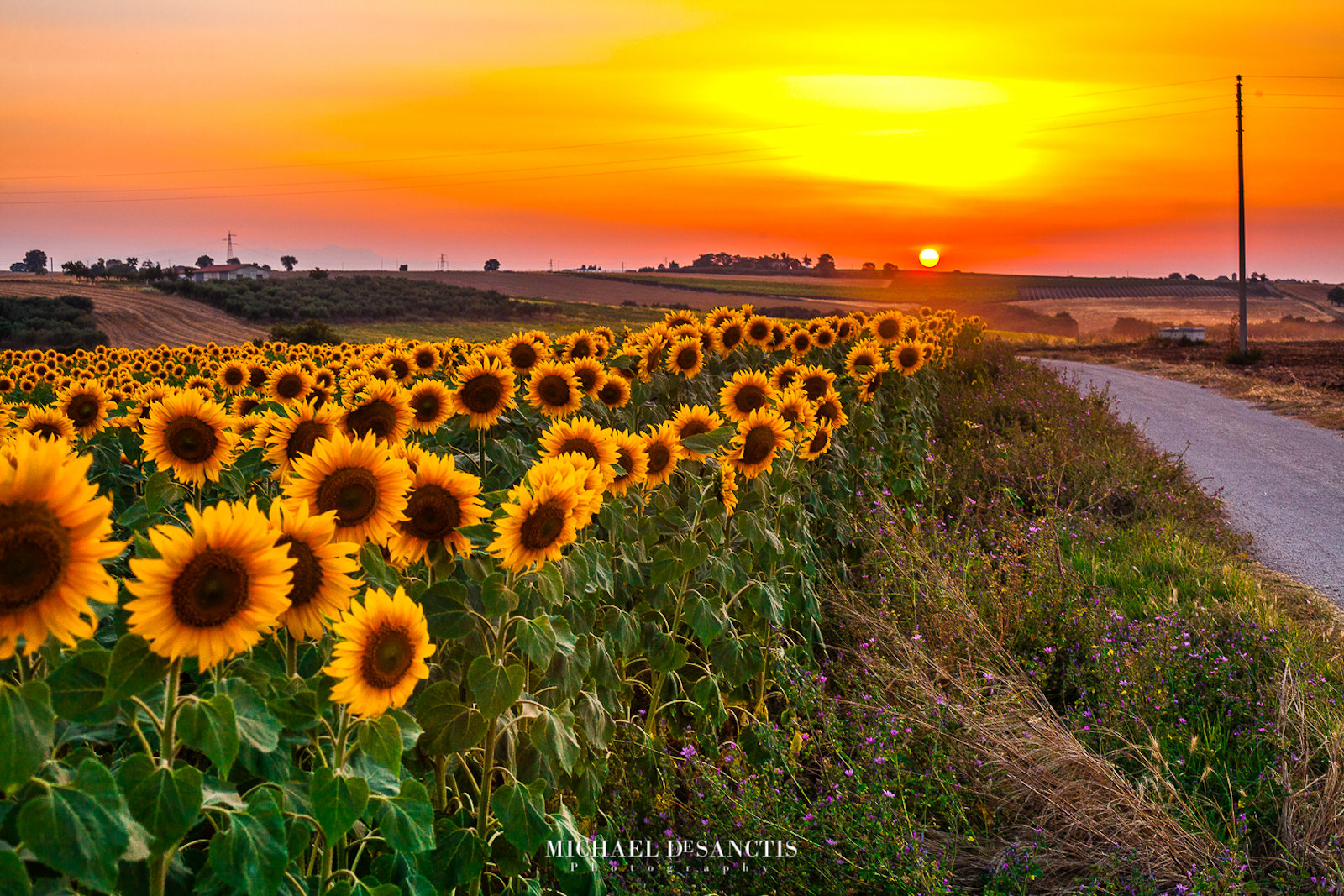 Girasoli al Tramonto