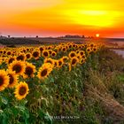 Girasoli al Tramonto