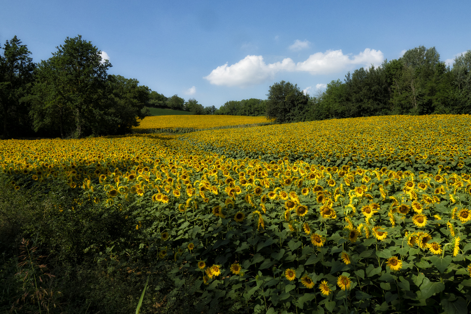 girasoli