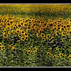 girasoli