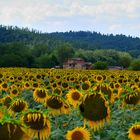 Girasoli di fine estate