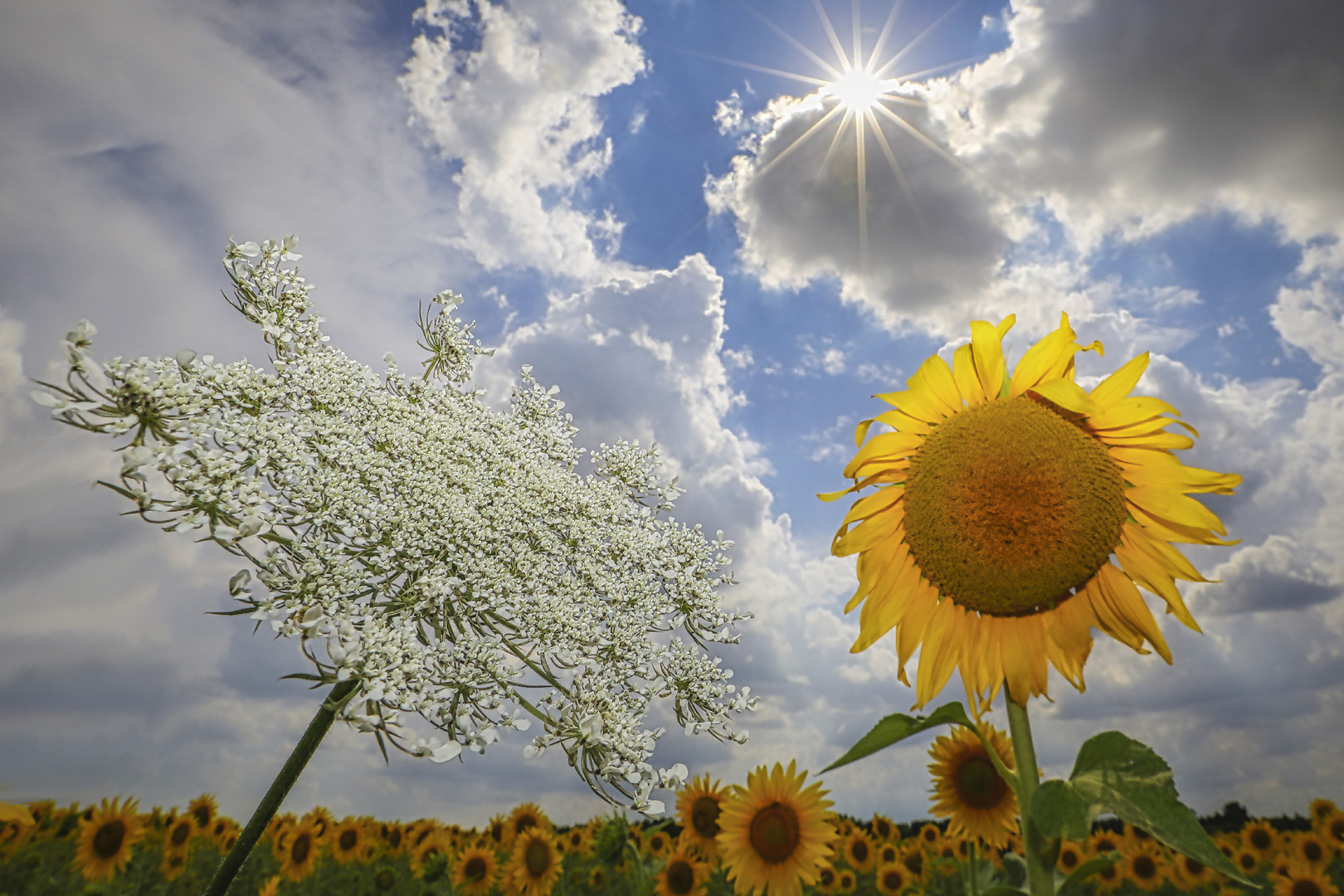 girasoli e cicuta