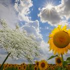 girasoli e cicuta