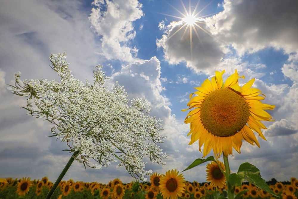 girasoli e cicuta