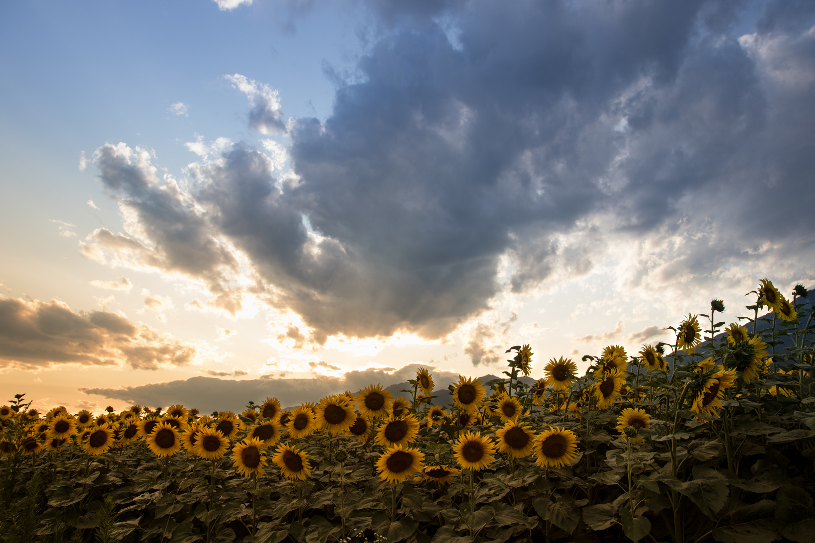 Girasoli e nuvole