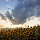 Girasoli e nuvole