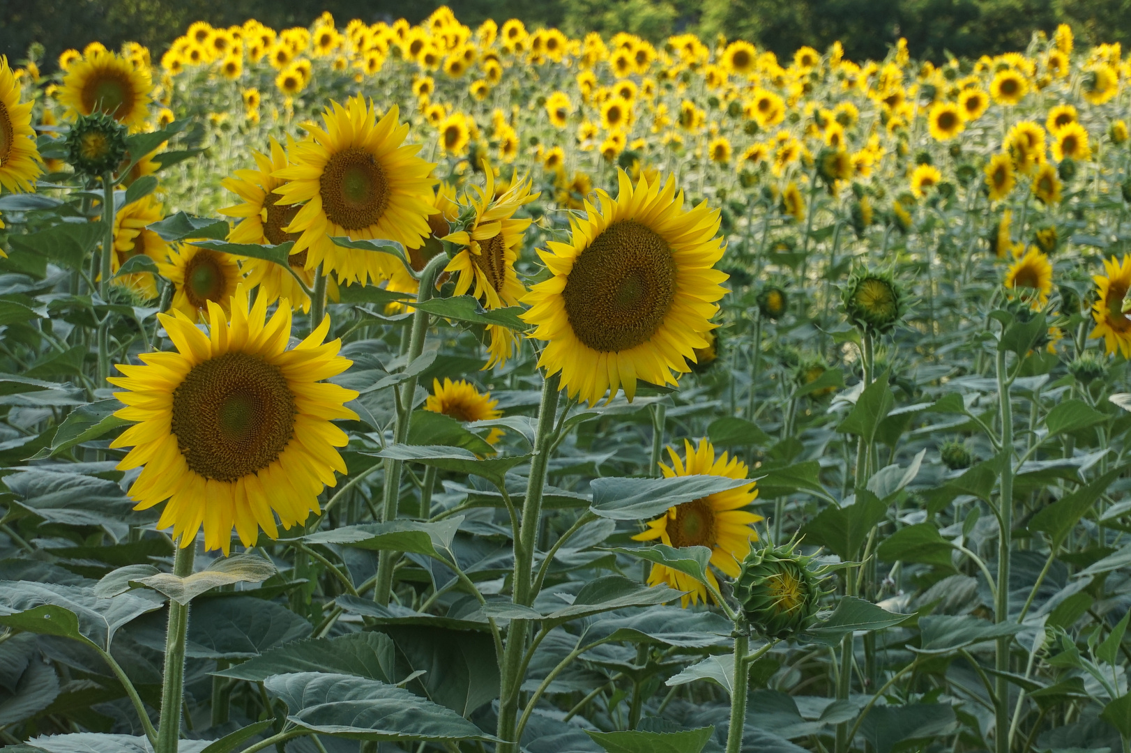 GIRASOLI