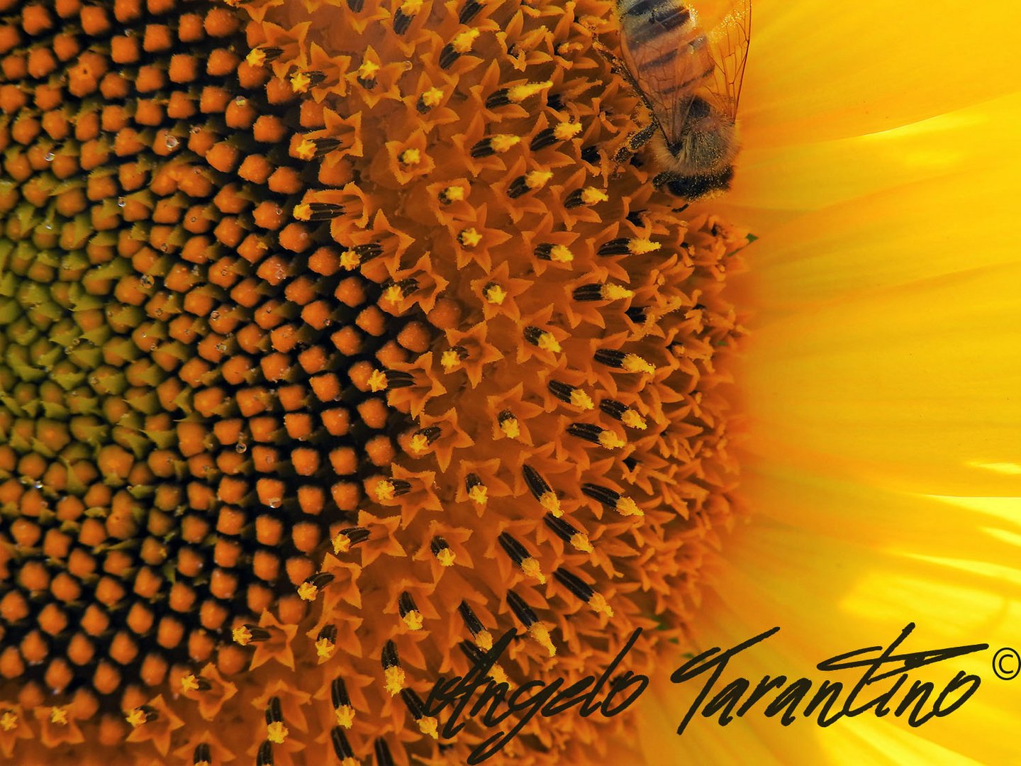 girasoli