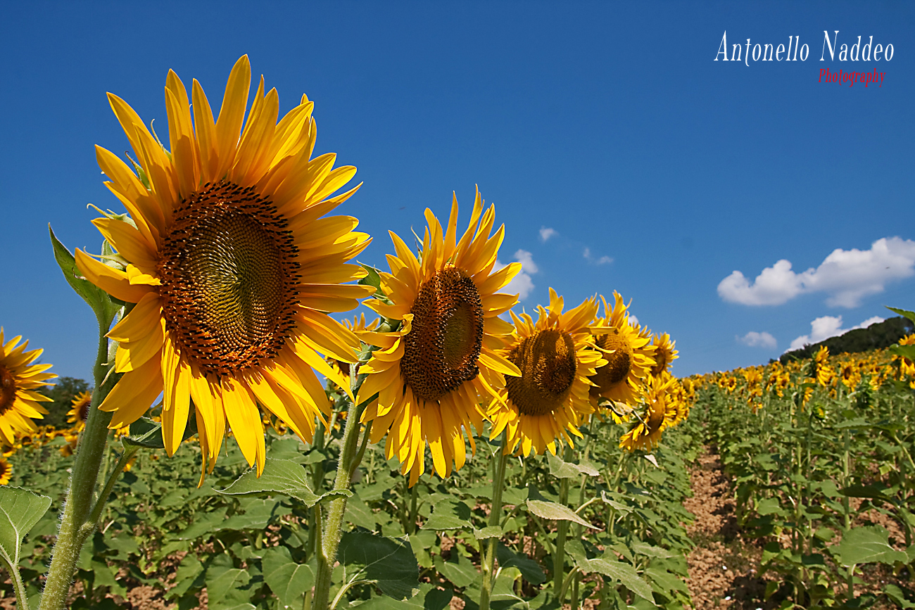 Girasoli