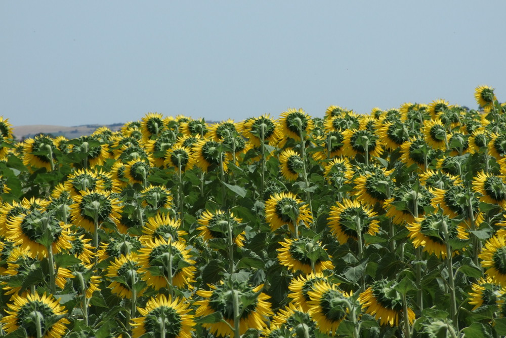 Girasoli girati