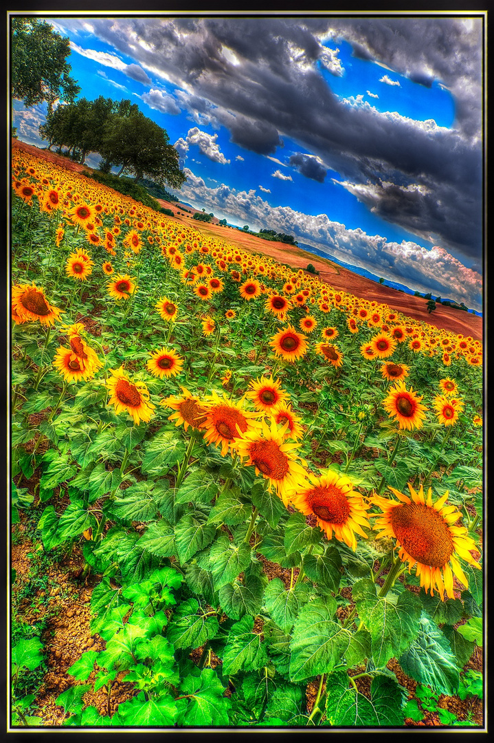 Girasoli hdr