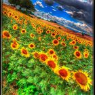 Girasoli hdr