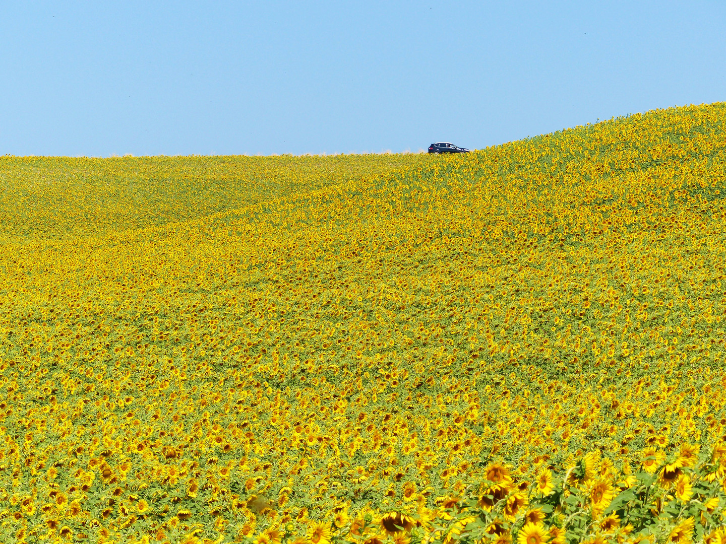 girasoli in provenza