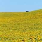 girasoli in provenza