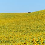 girasoli in provenza