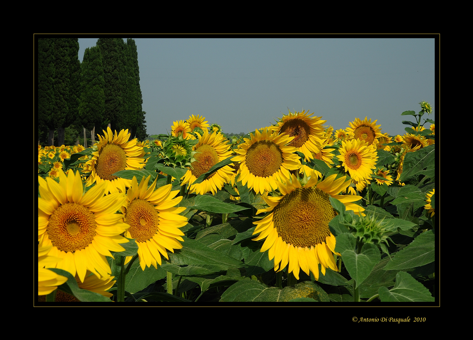 girasoli in toscana 2